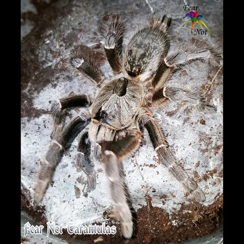 /img/17010-rear-horned-baboon-tarantula-humidity.webp
