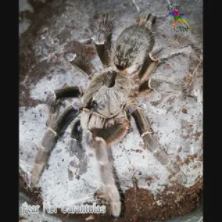 /img/17010-rear-horned-baboon-tarantula-humidity.webp