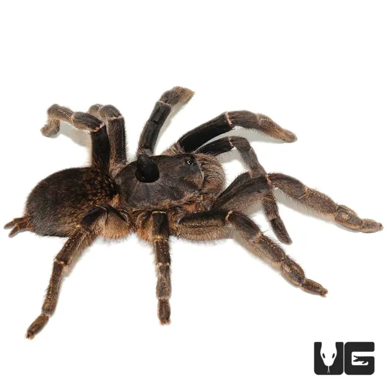 17010 rear horned baboon tarantula substrate