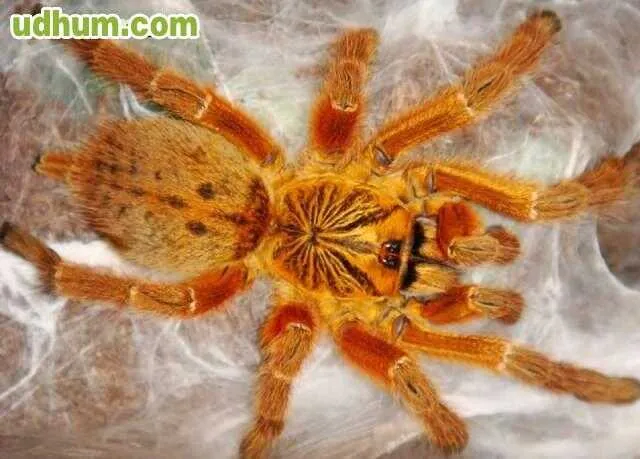 17011 orange baboon tarantula defensive