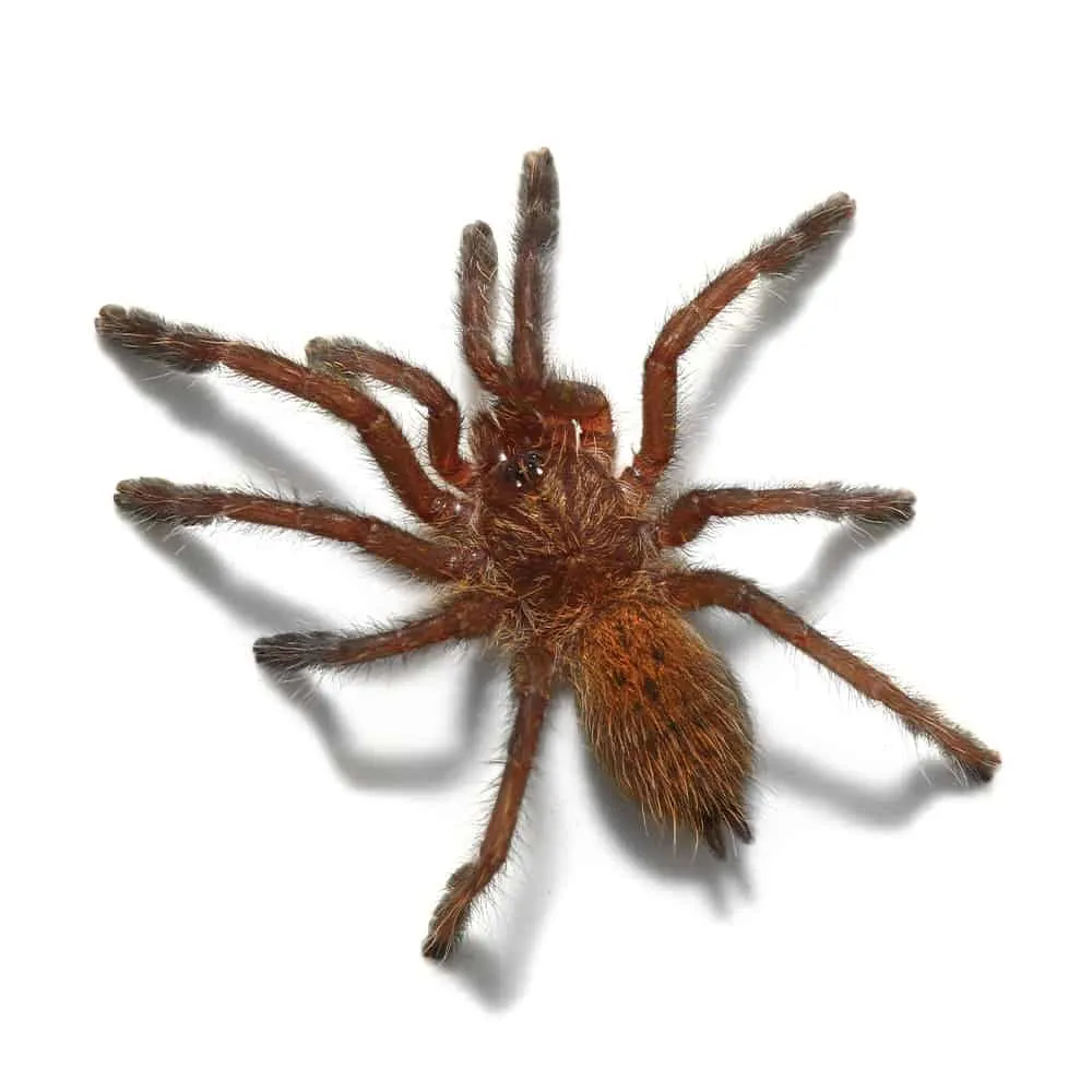 17011 orange baboon tarantula feeding