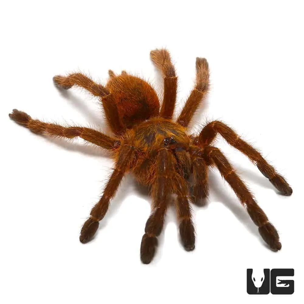 17011 orange baboon tarantula habitat