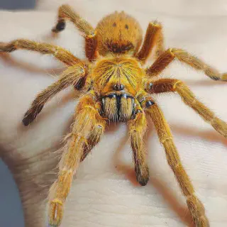 /img/17011-orange-baboon-tarantula-molting.webp