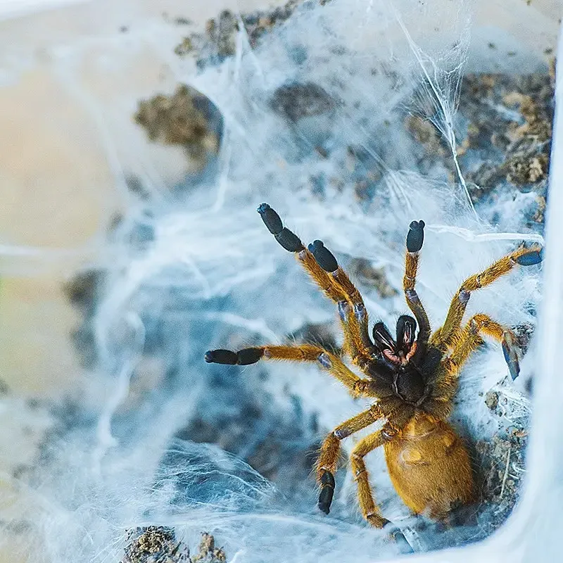 17011 orange baboon tarantula size