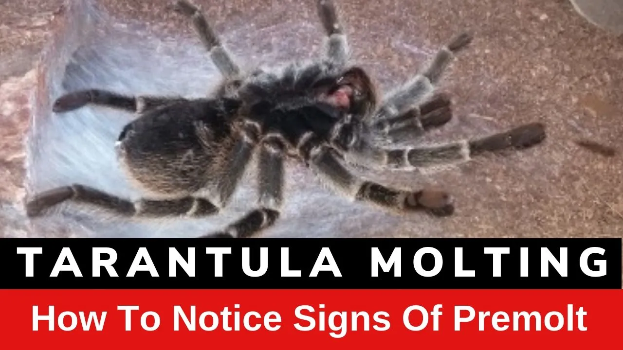 17012 tarantula feeding schedule