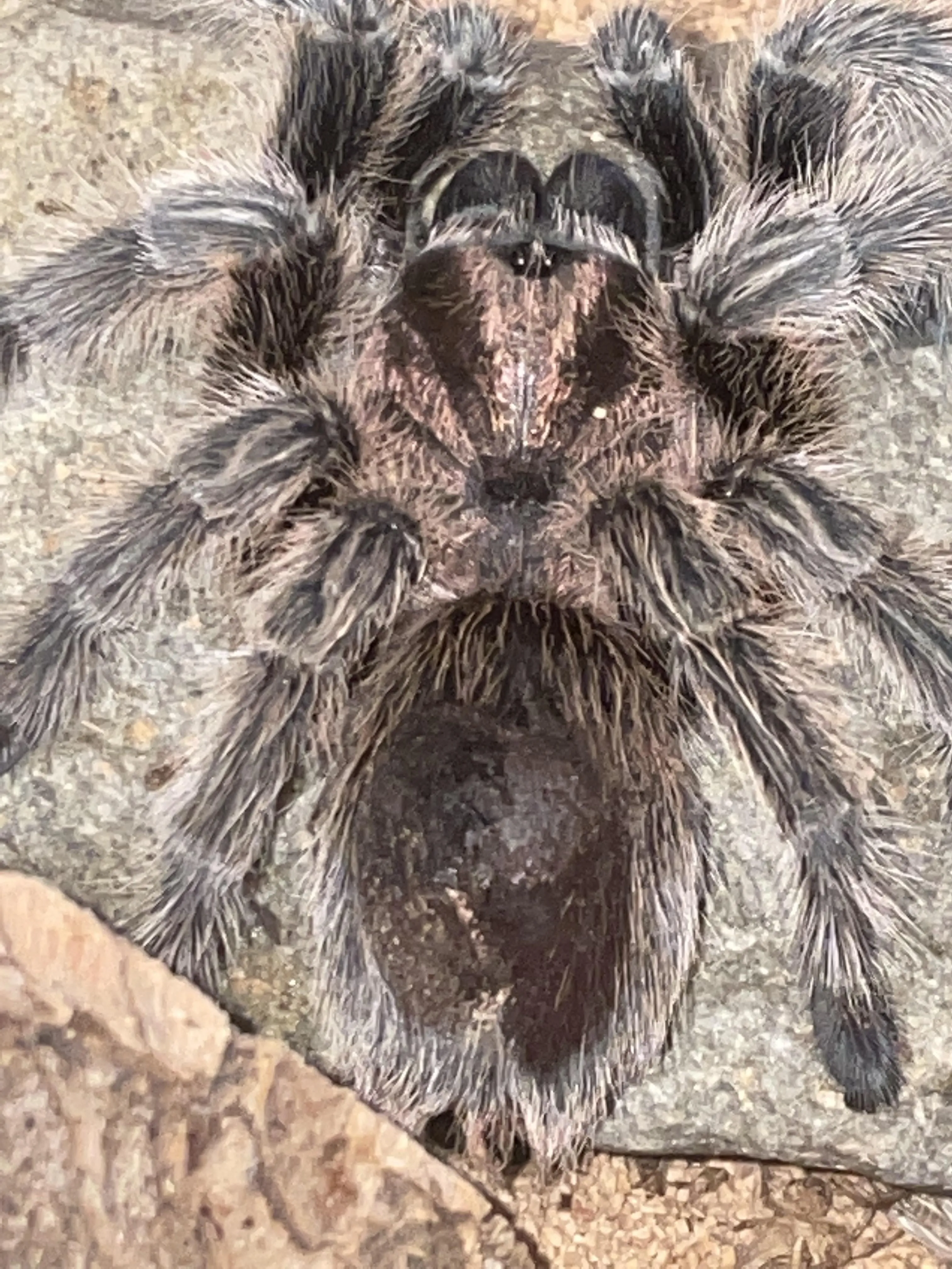 17012 tarantula humidity level
