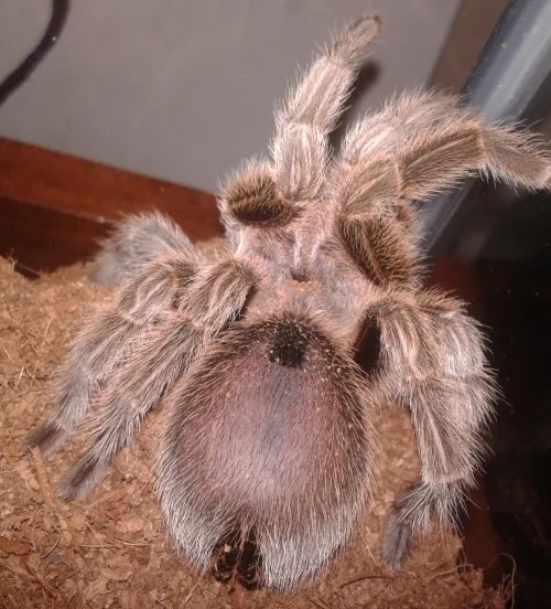 /img/17012-tarantula-premolt-signs.webp