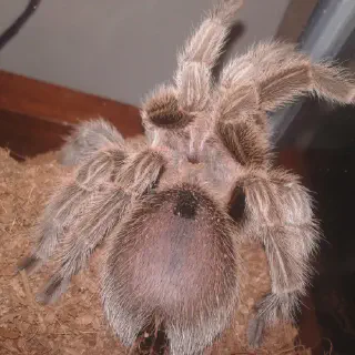 /img/17012-tarantula-premolt-signs.webp