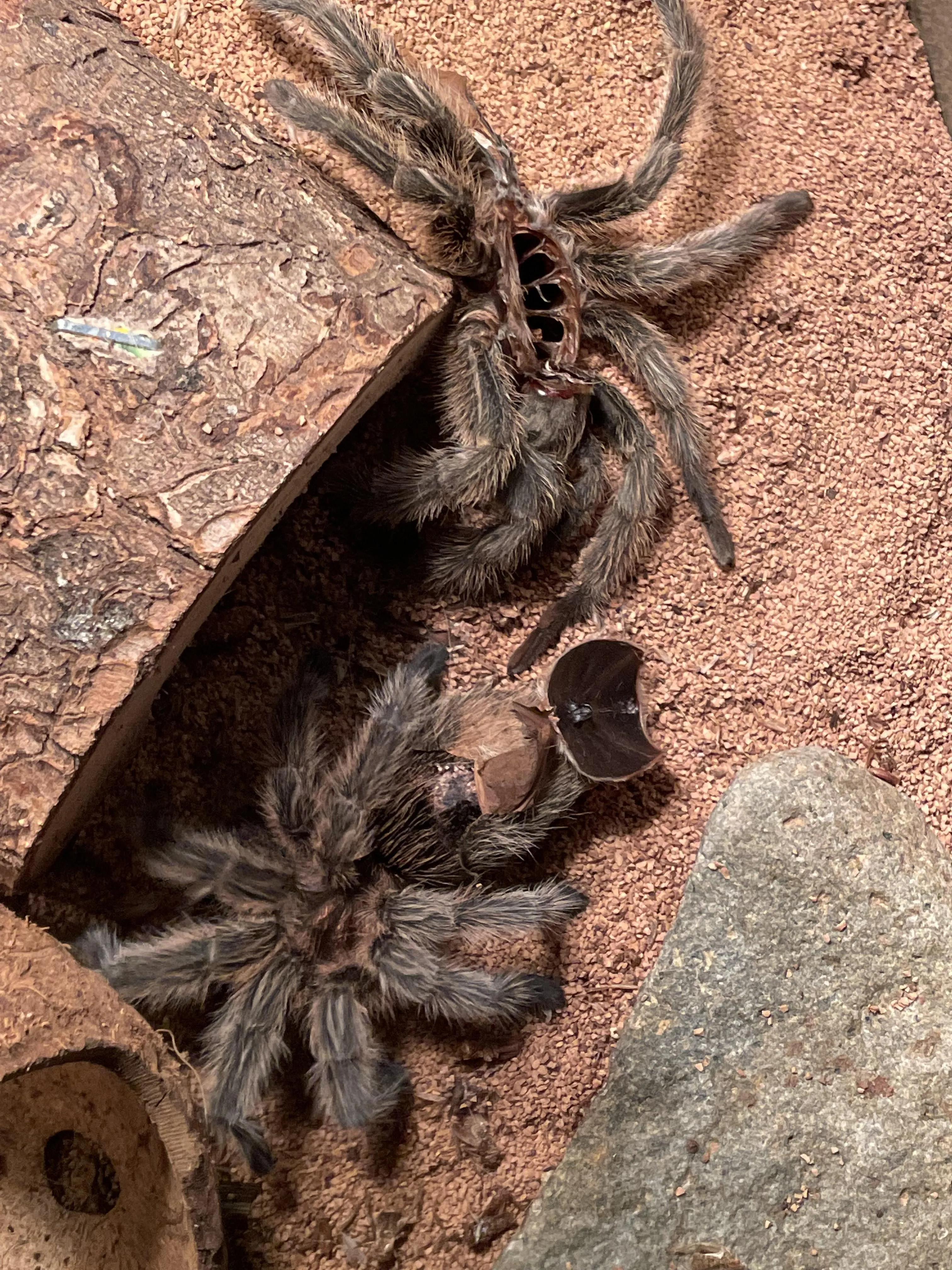 17012 tarantula temperature control