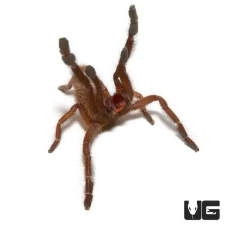 /img/17014-tarantula-beginner.webp