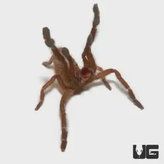 /img/17014-tarantula-beginner.webp