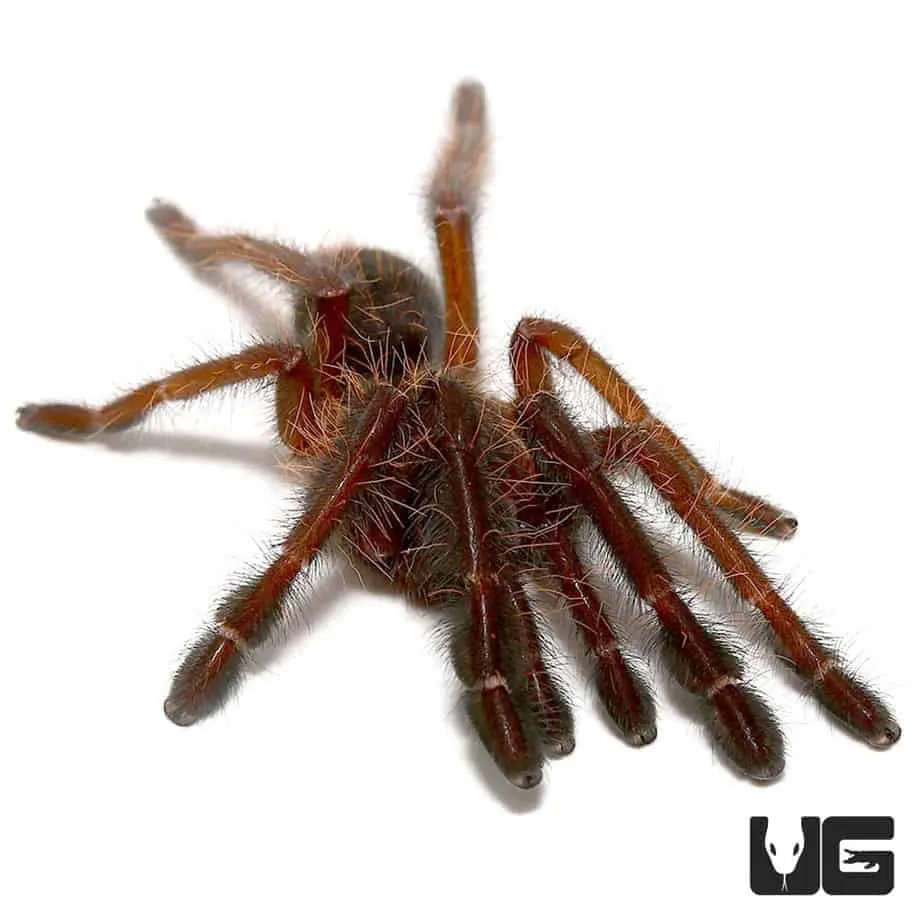 17014 tarantula feeding