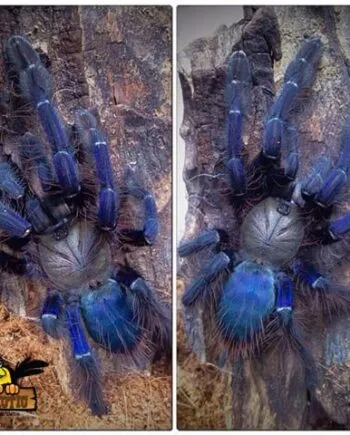 17014 tarantula handling