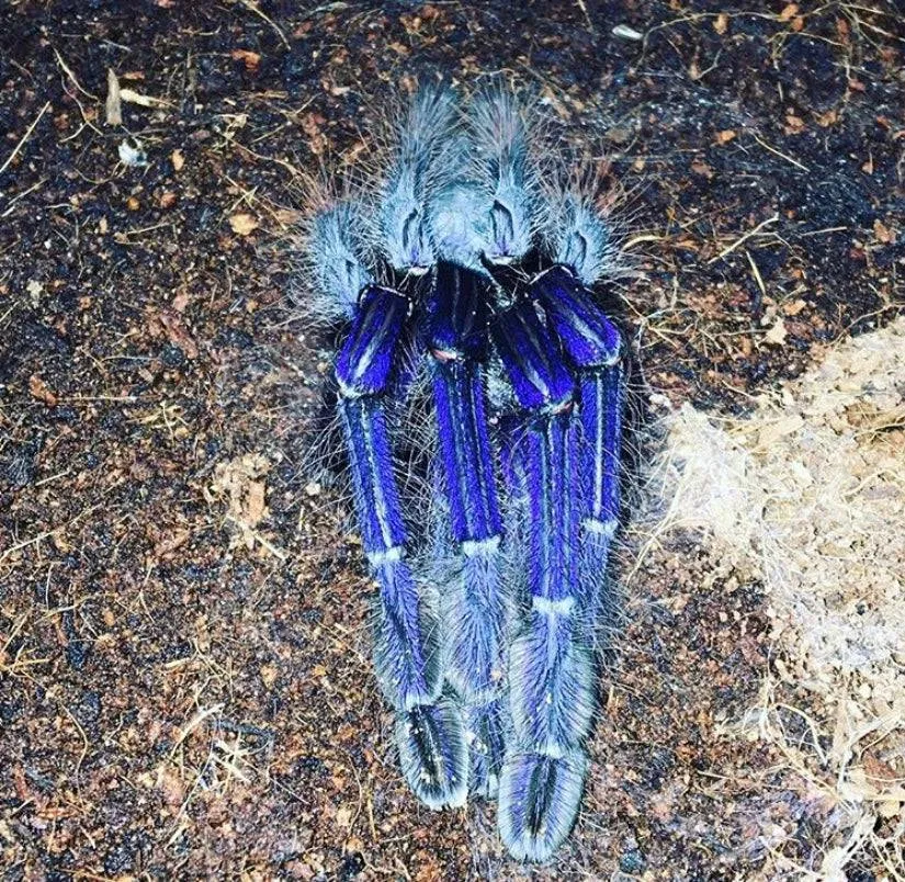 17014 tarantula health