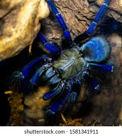 17014 tarantula singapore store