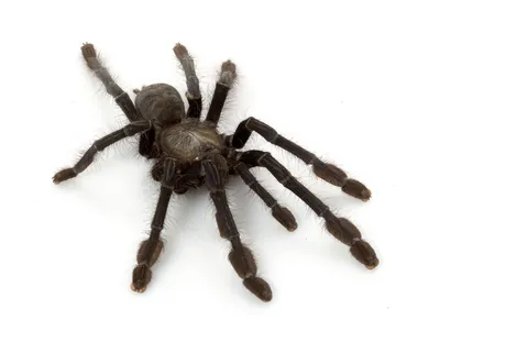 17014 tarantula species