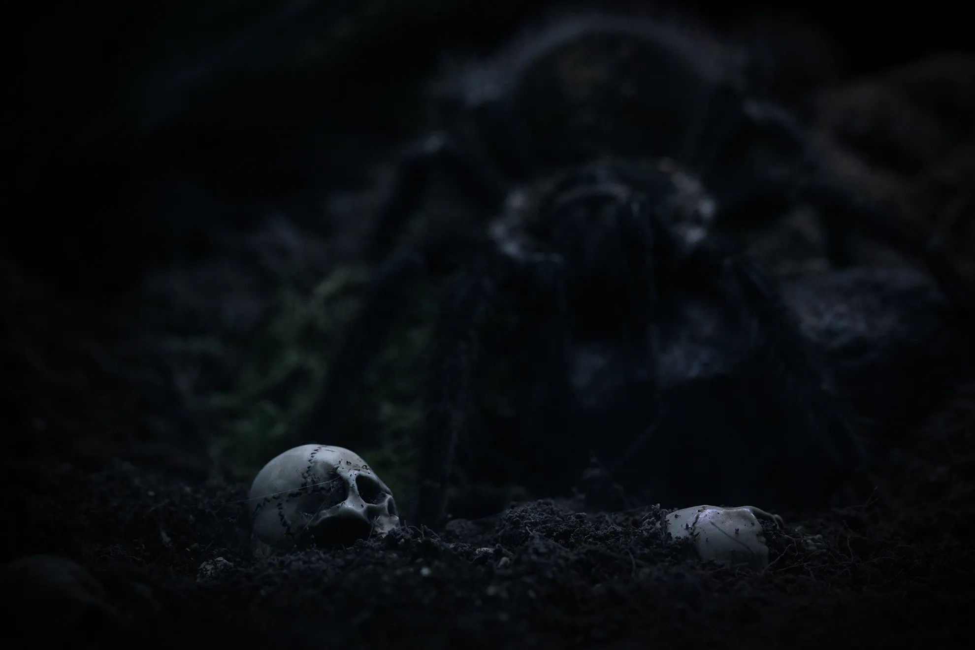 17016 tarantula species