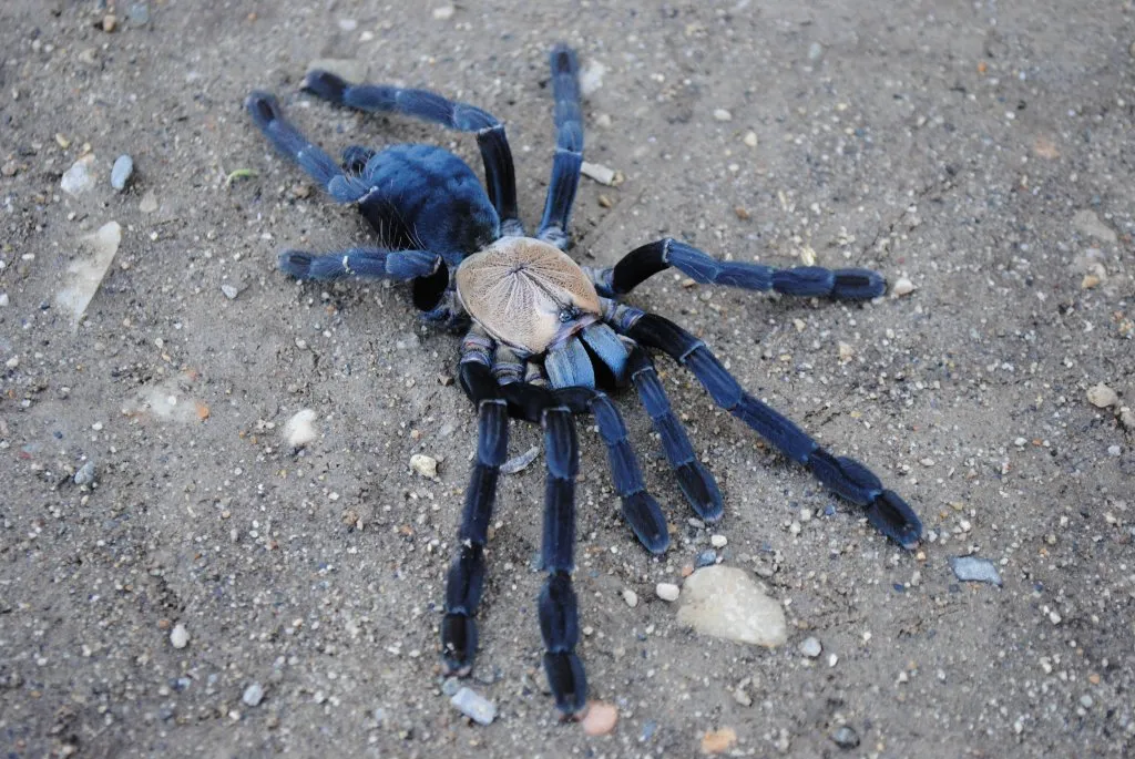 17017 tarantula enclosure decor