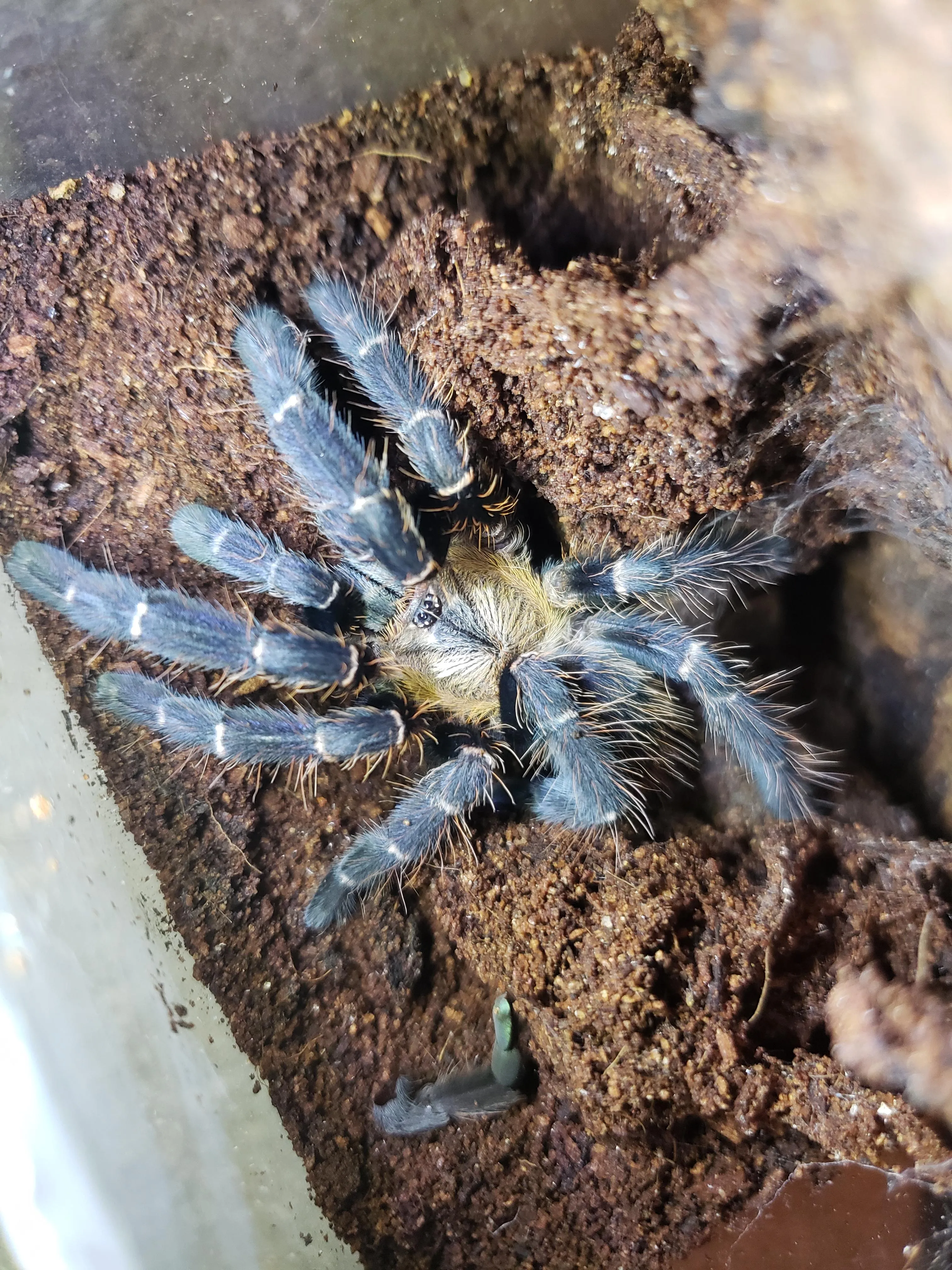17017 tarantula enclosure ventilation