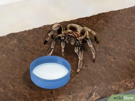 17018 roaches tarantula