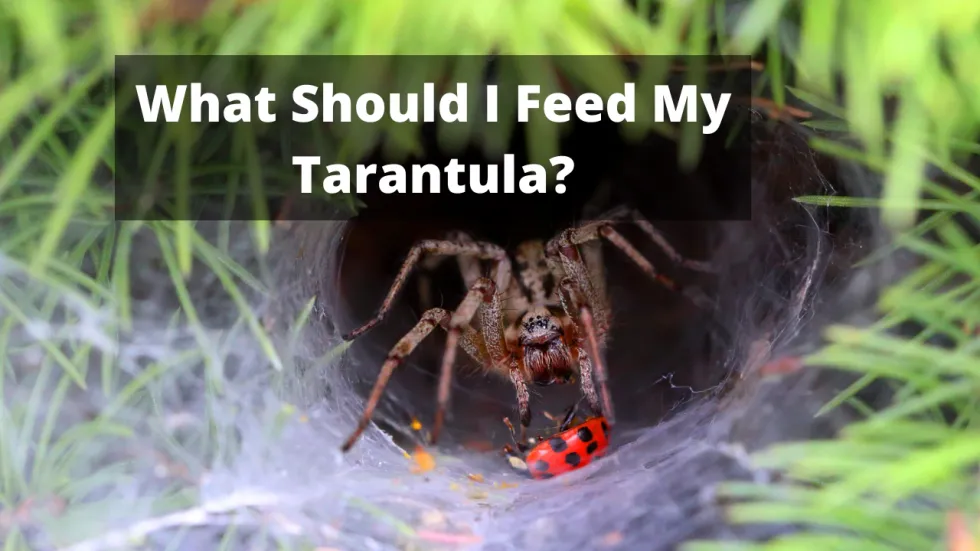 17018 superworms tarantula