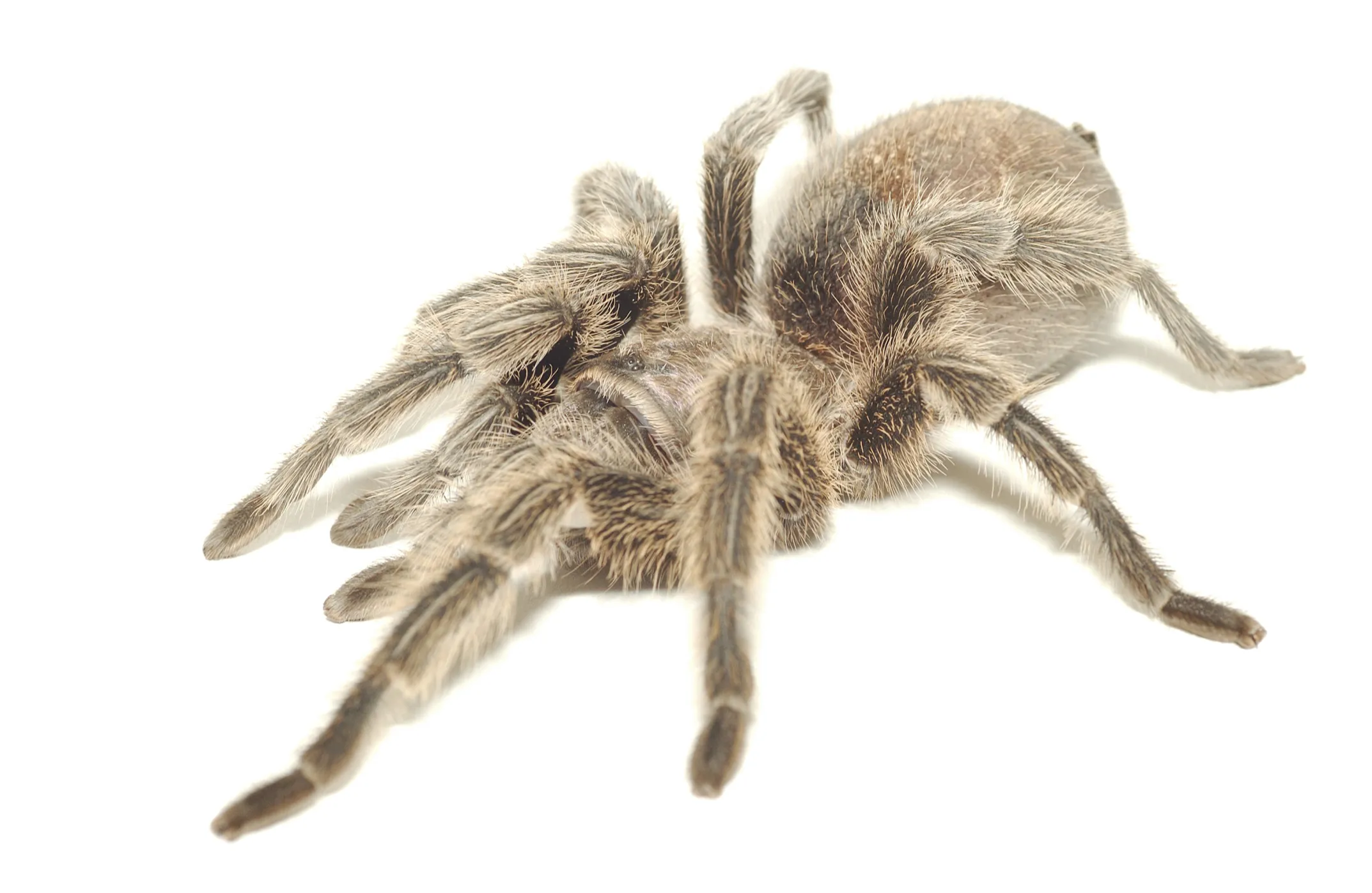 17018 waxworms tarantula