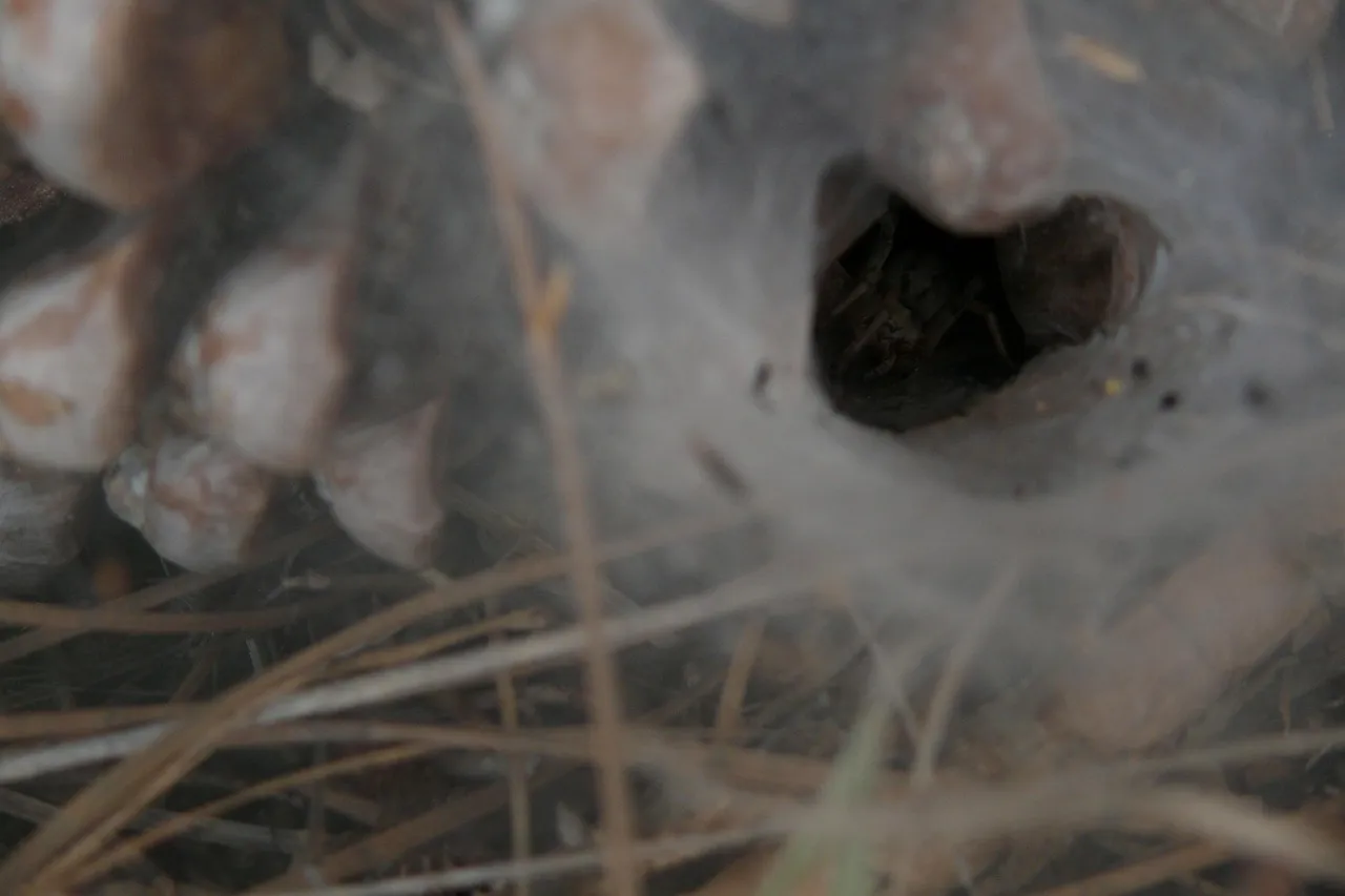 /img/17020-tarantula-spider-ecosystem.webp