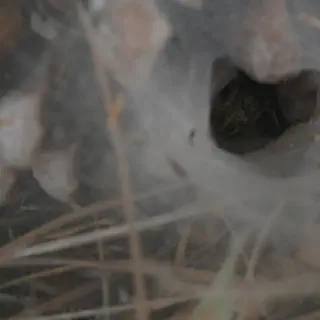 /img/17020-tarantula-spider-ecosystem.webp