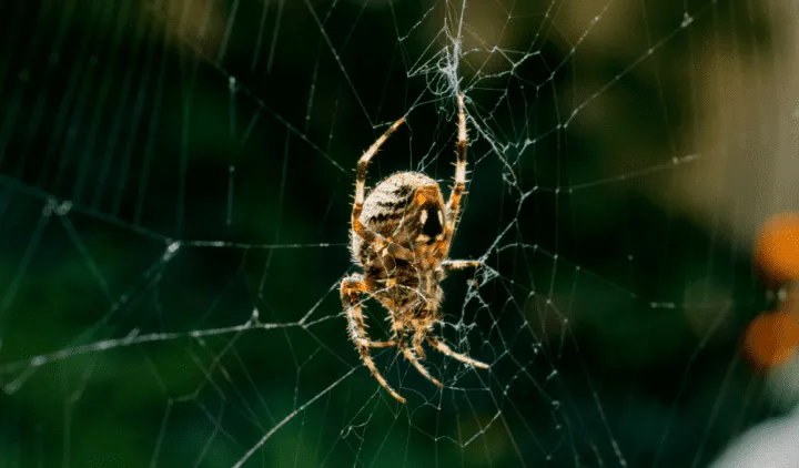 17020 tarantula spider hunting