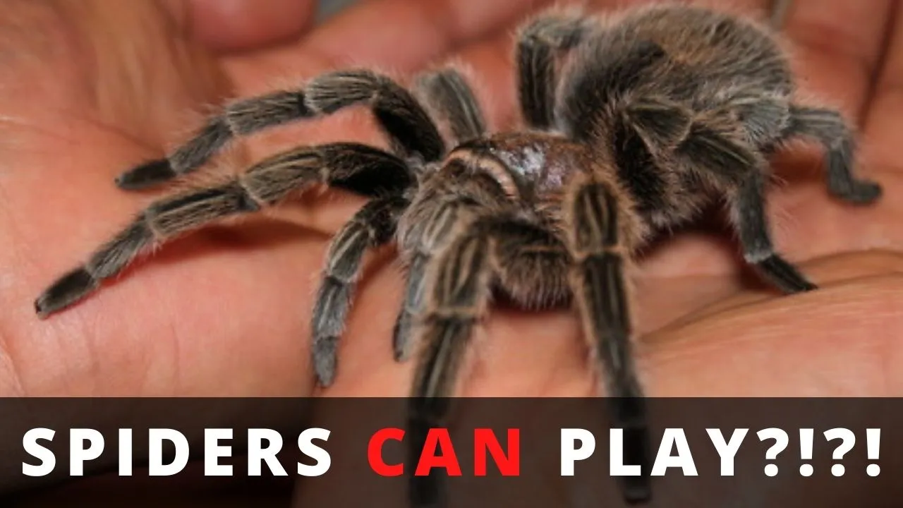 17021 tarantula enclosure
