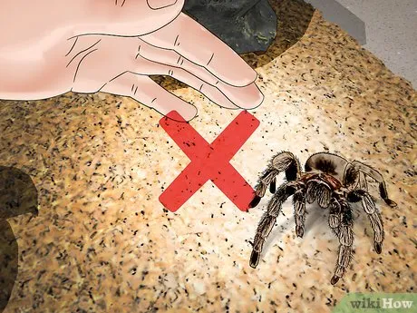 17021 tarantula handling