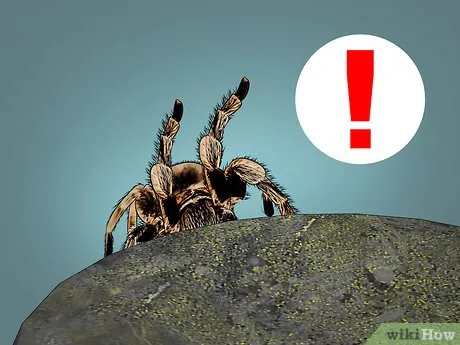 /img/17021-tarantula-health.webp