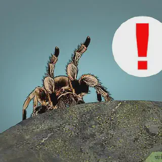/img/17021-tarantula-health.webp