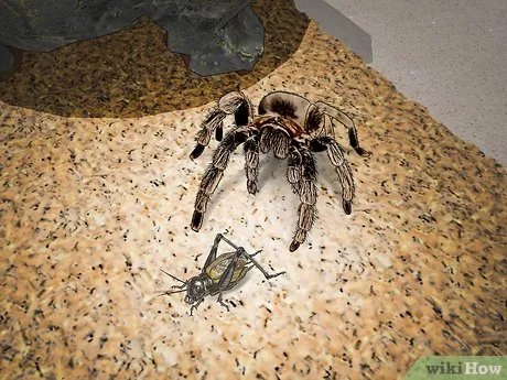 17021 tarantula molting