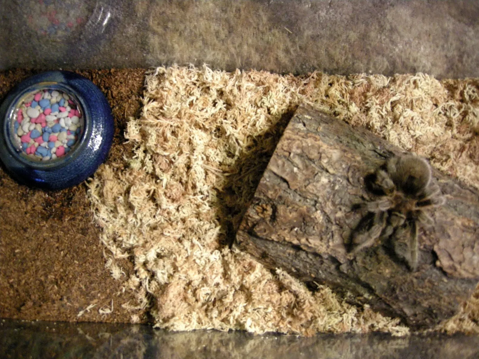 17021 tarantula substrate
