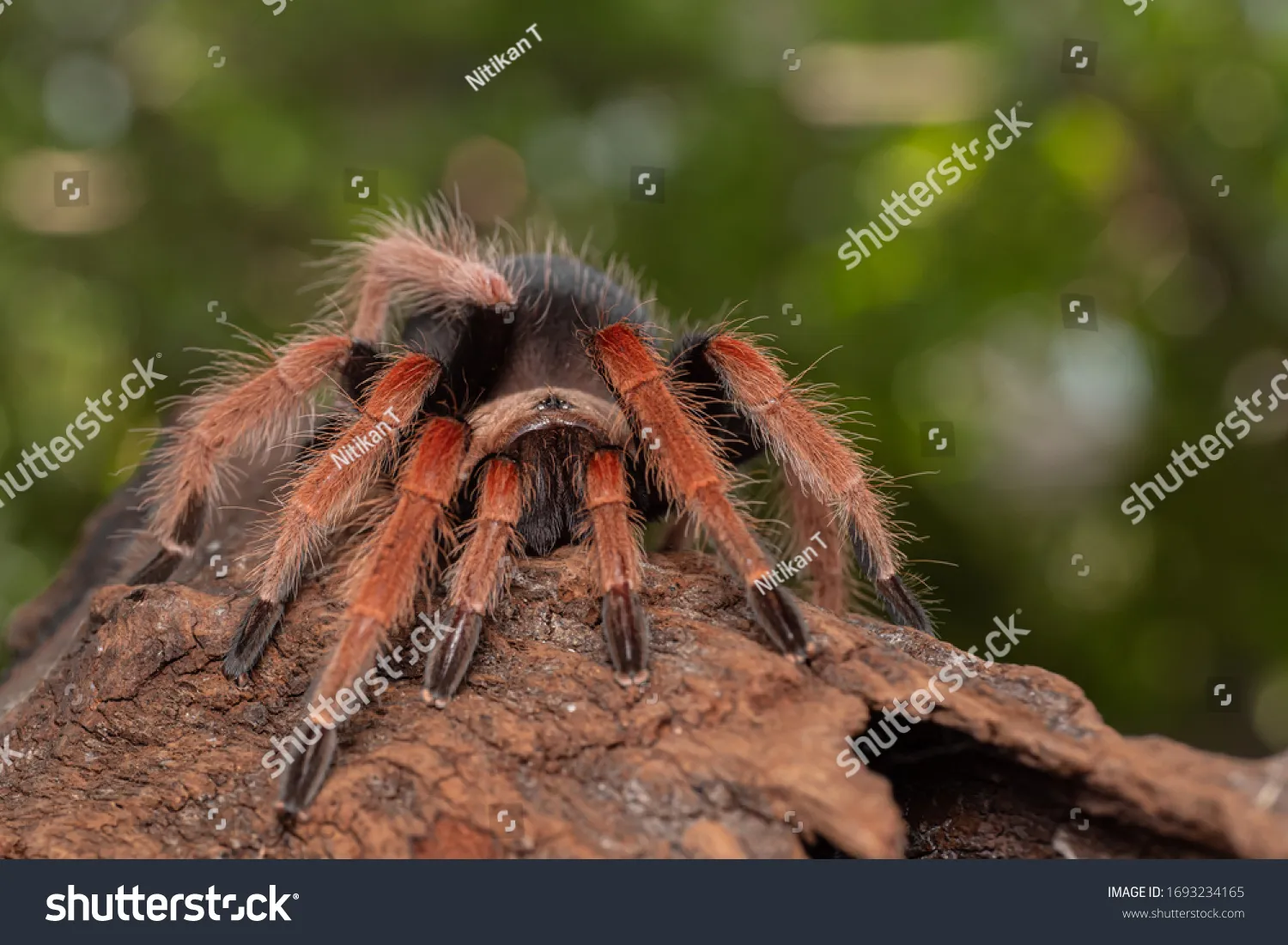 /img/17023-orange-spider-tarantula-conservation.webp