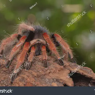 /img/17023-orange-spider-tarantula-conservation.webp