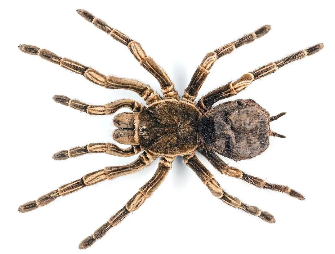 17023 orange spider tarantula defensive