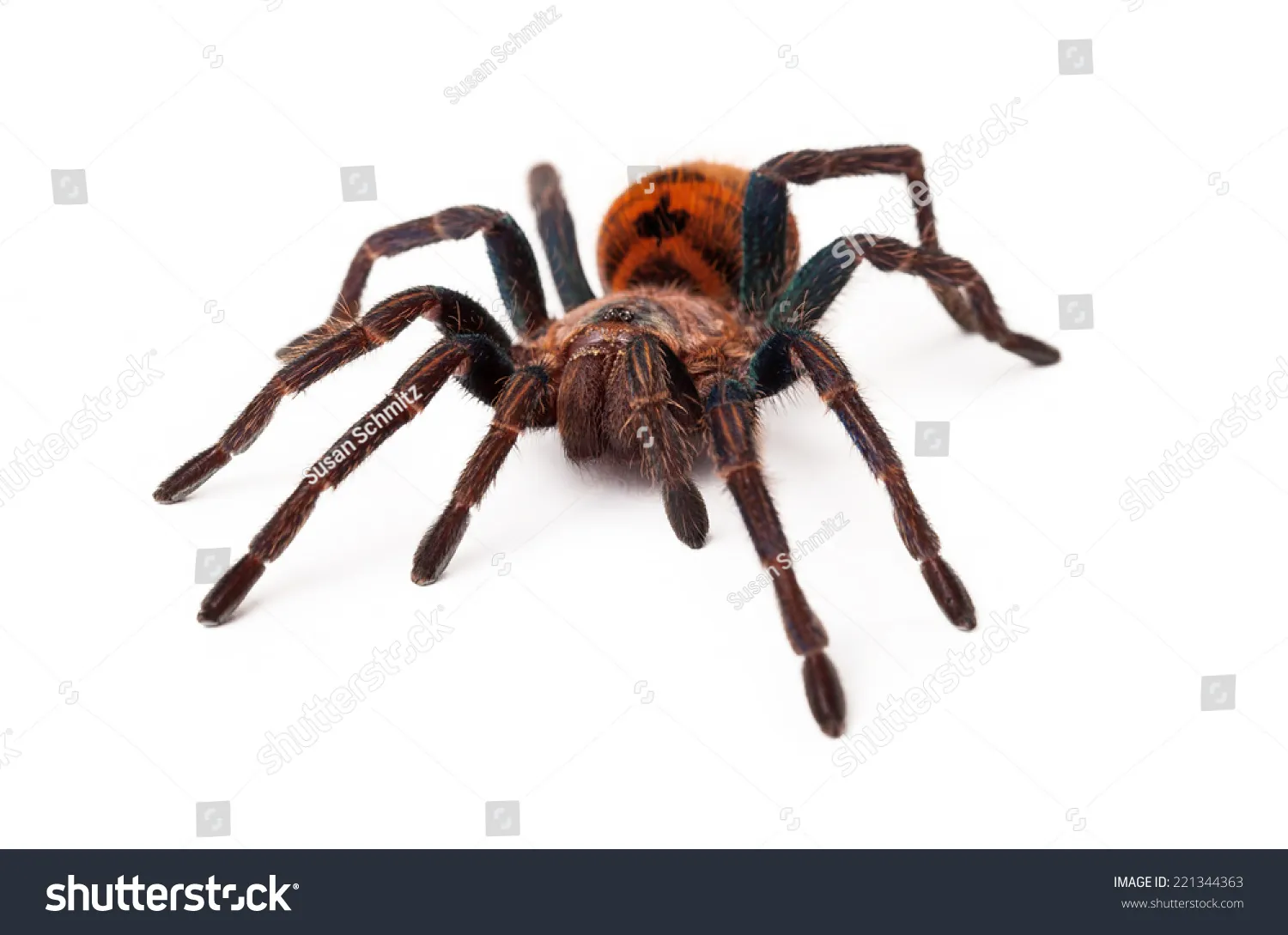 17023 orange spider tarantula enclosure