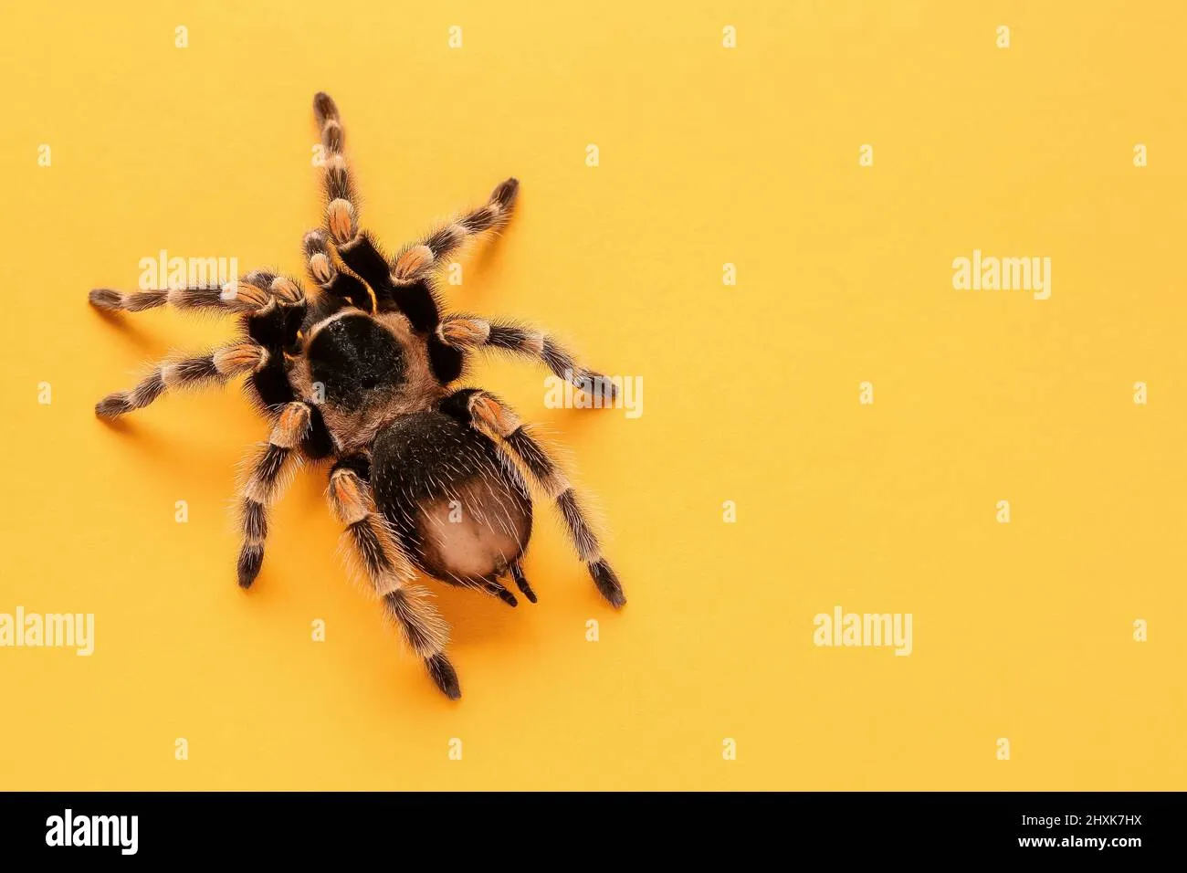 17023 orange spider tarantula feeding