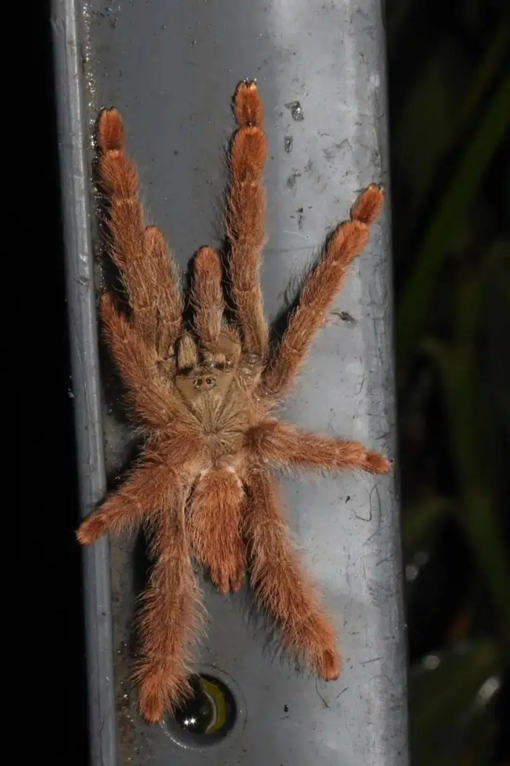 17023 orange spider tarantula habitat