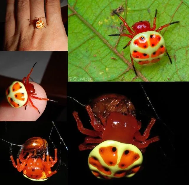 17023 orange spider tarantula intro