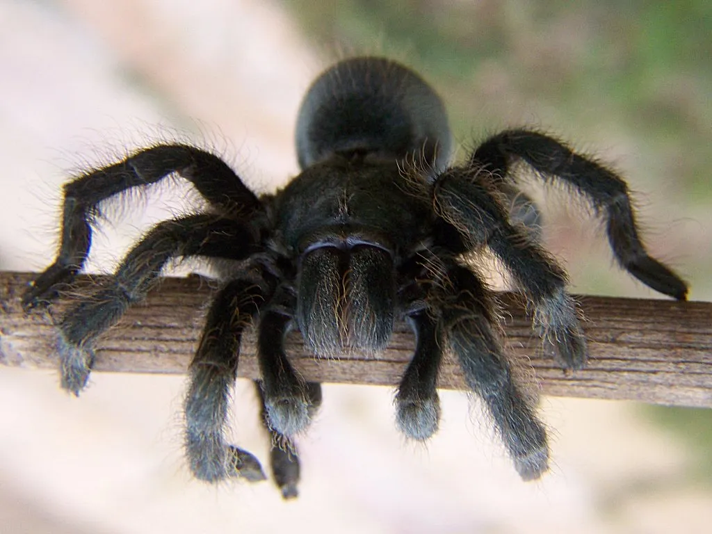 17023 orange spider tarantula size