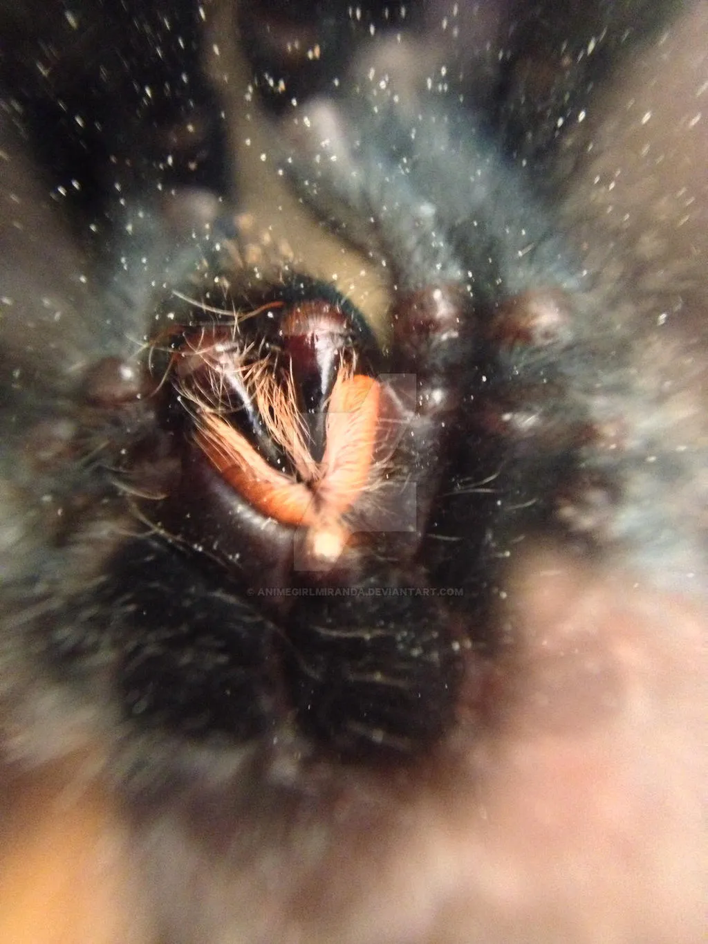 17024 tarantula fangs damage