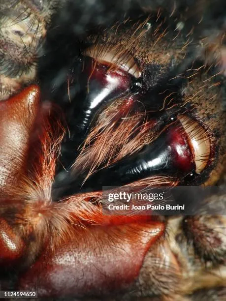 17024 tarantula fangs defense