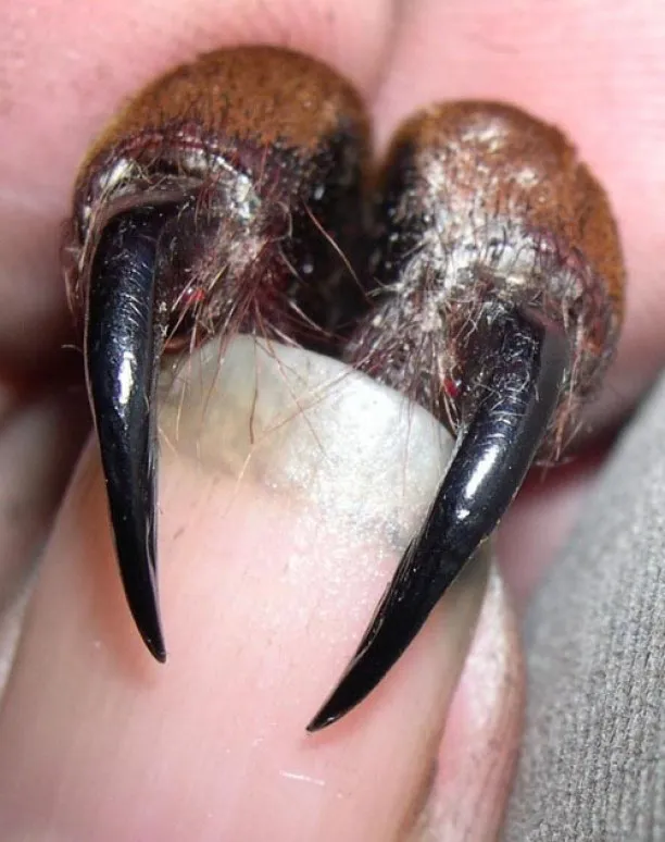 /img/17024-tarantula-fangs-health.webp