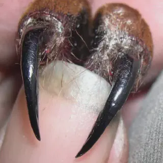 /img/17024-tarantula-fangs-health.webp
