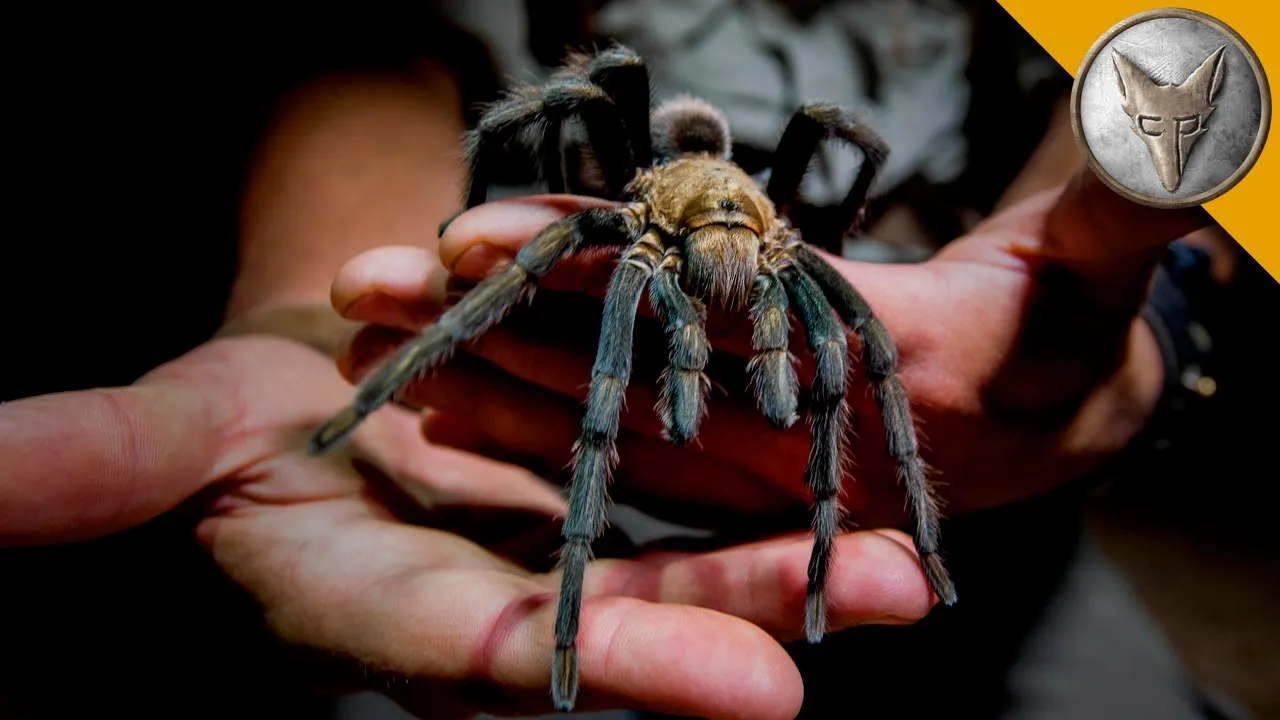 17024 tarantula fangs predation