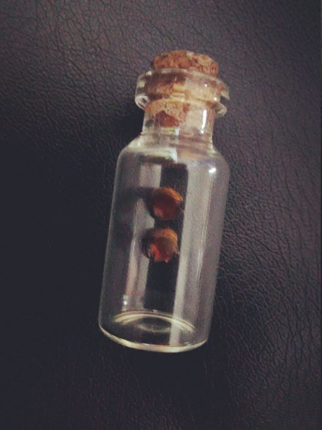 17024 tarantula molting