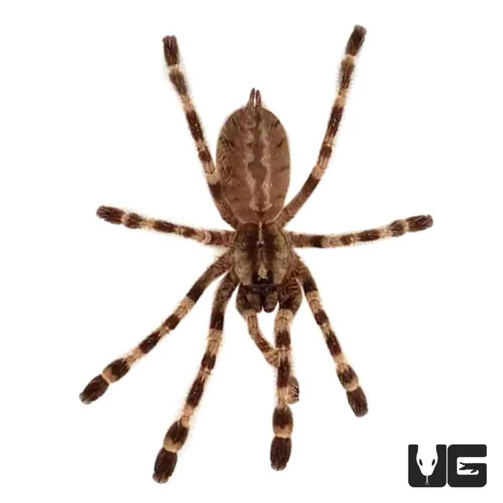17025 bird of prey tarantula